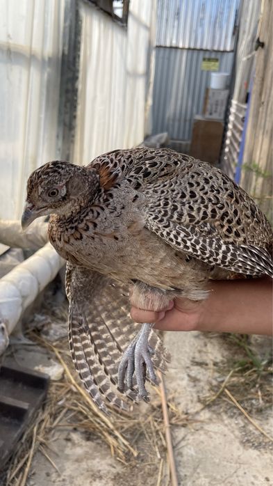 Кыргауыл сатылады атырау каласы