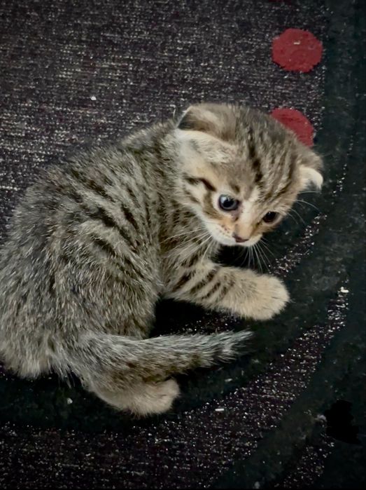 Породистые котята