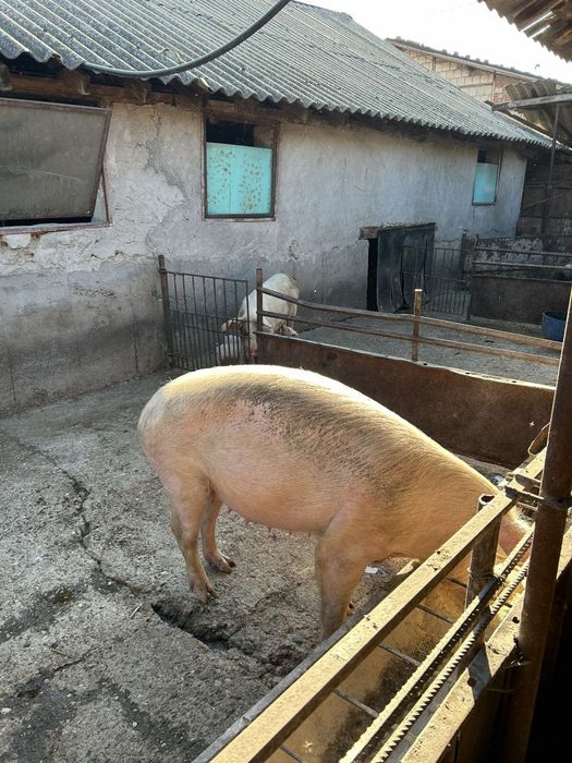 Продавам домашни прасета