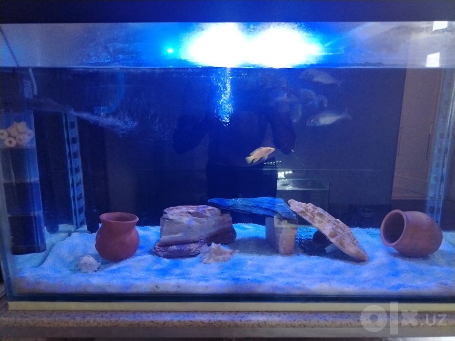 350L akvarium hamma narsa ichida
