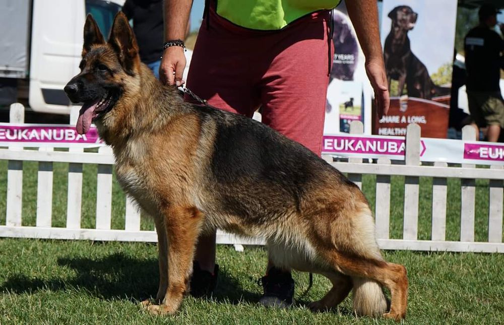 Елитни Немски овчарки