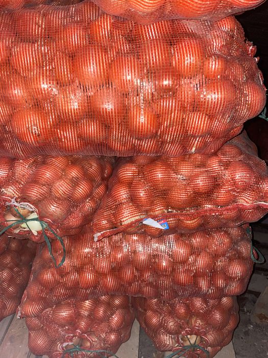 Лук Сорт Манас где то 200тон есть продаю или обменяю на машину.