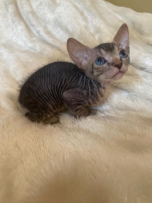 Канадский сфинкс велюр девочки Алматы