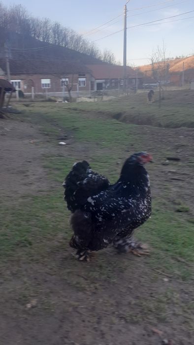 Rațe albe mari și găini brahma