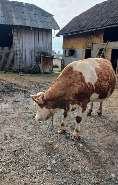 Vând vaca gestantă