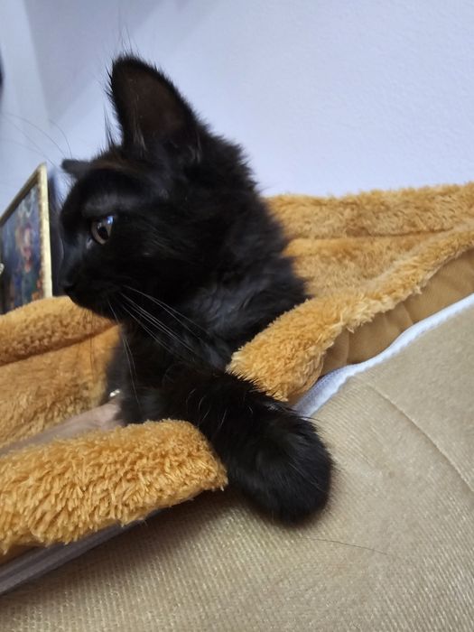 Котята лапочки..