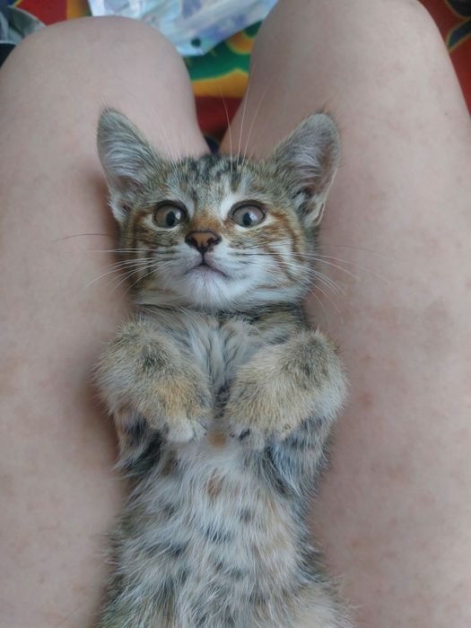 Отдам котят в добрые руки!!