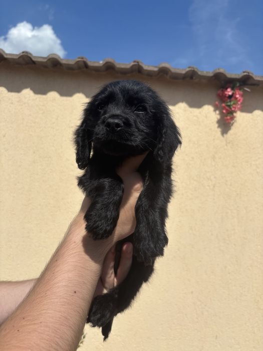 Cocker Spaniel baiat negru