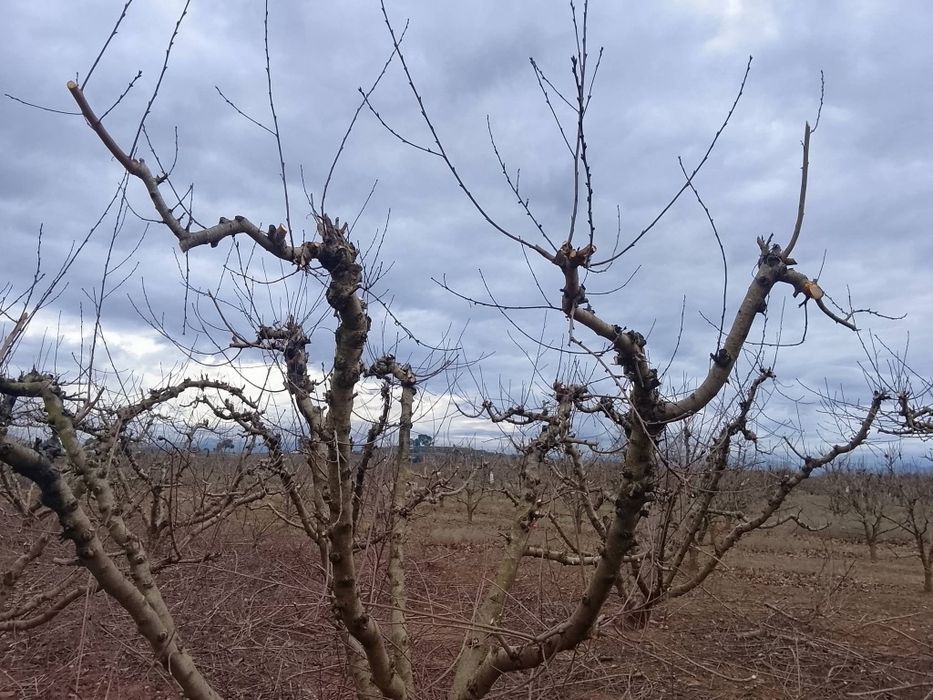 Curat pomii fructiferi medi și intensivi la nr