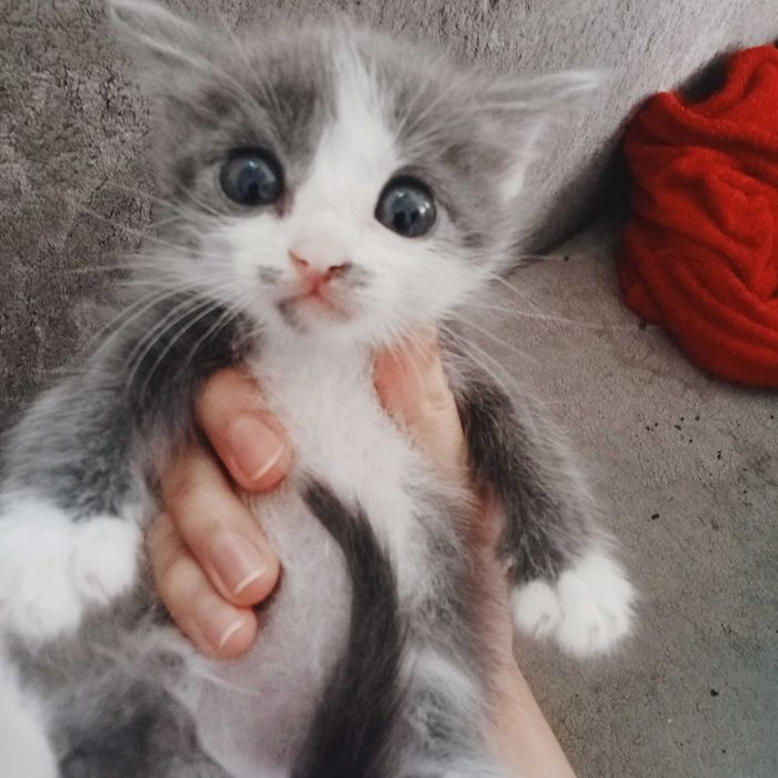 Продам котят Актау
