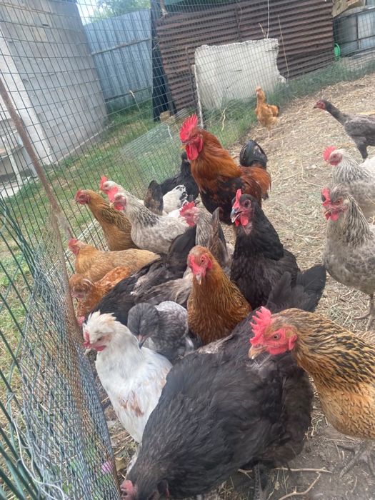 Продам домашных курей