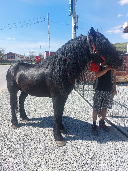 Armasar  de vânzare