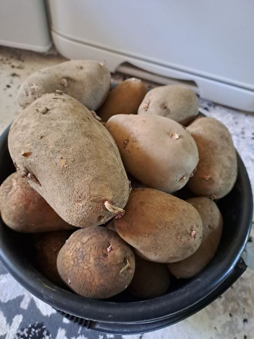 Домашний картофель.