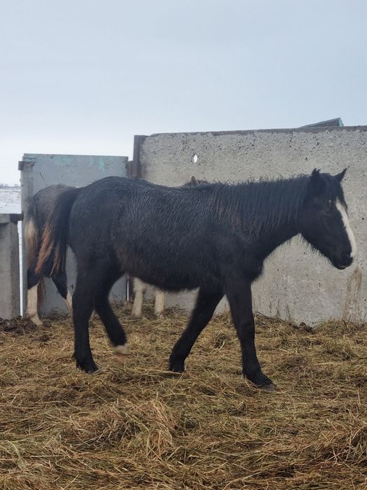 Еркек жабагылар  сатылады