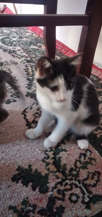 Mushuk bolasi tekin