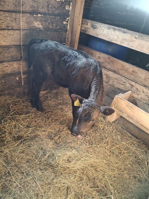 Тёлочка 1месяц подсосная