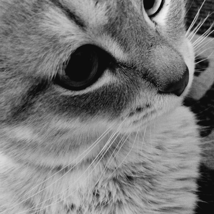 кошка породистый