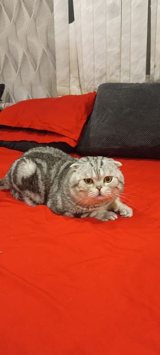 Котята шотландци