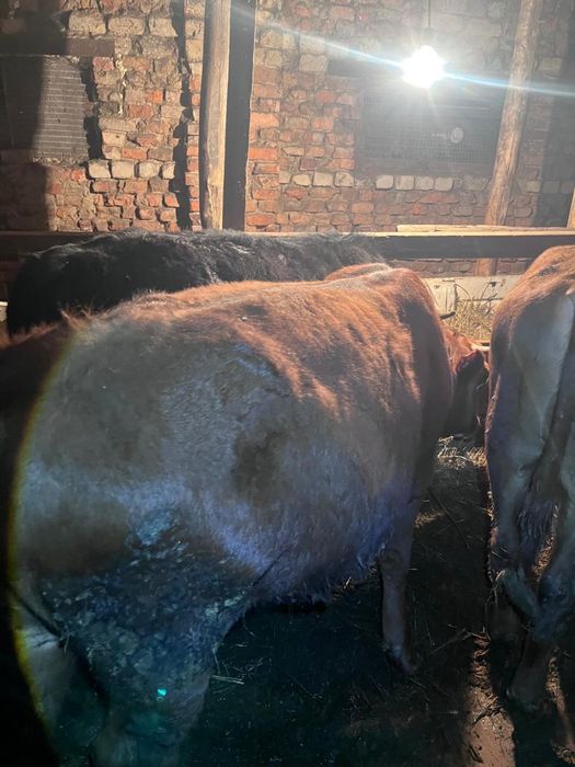 Продам 7 бычков!!!