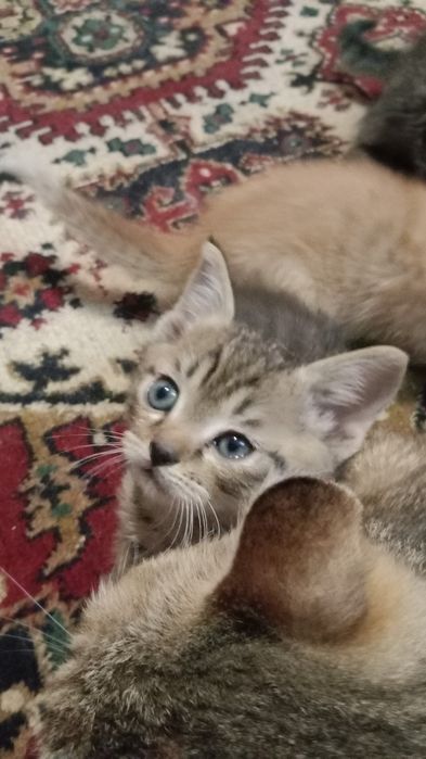 Отдам котят бесплатно