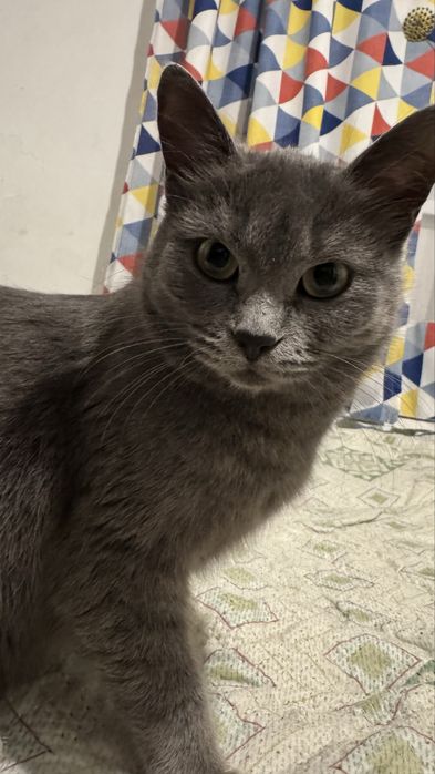 Отдам кошку в добрые руки