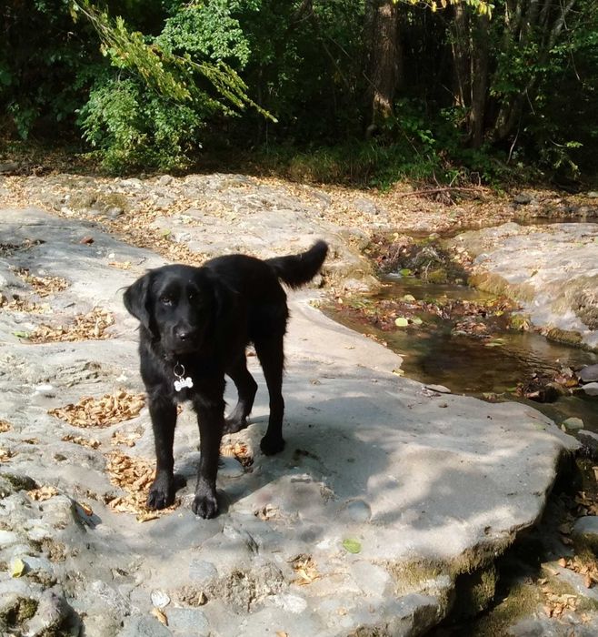 Подарявам женско кучеце