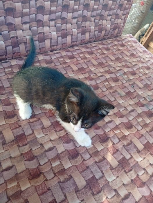 Отдадим котят бесплатно
