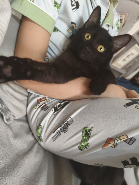 Котенок в добрые руки