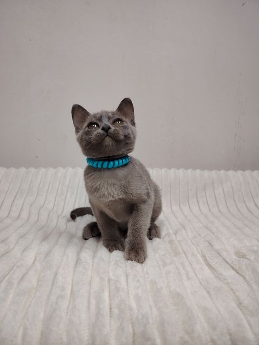 Европейская бурма