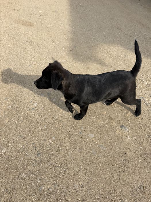 Cateluși spre adoptie