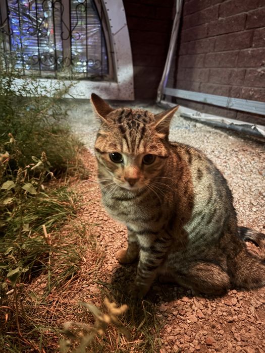 Кошечка ищет дом