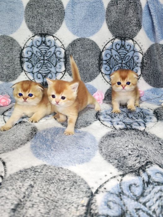 Золотая шиншилла котята