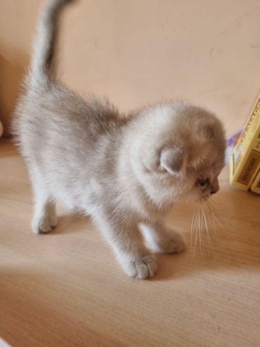 Породистый котёнок Zotdor mushuk bolasi Skottish fold silver