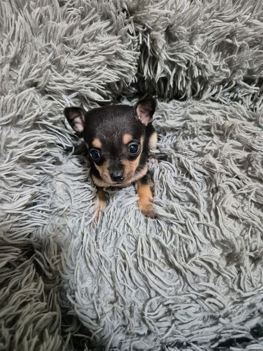 Мъжко мини чиху пинчер