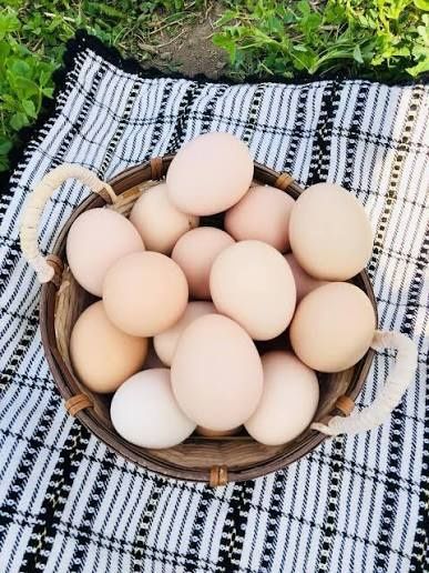 Vand ouă de Casă