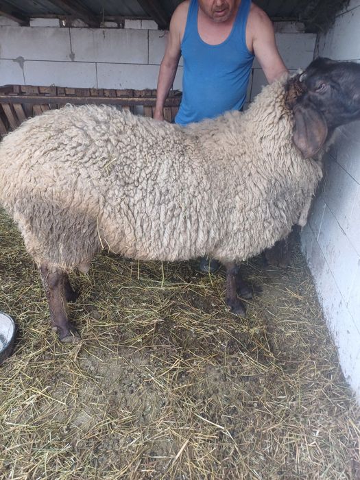 Vand berbec!! Urgent!!