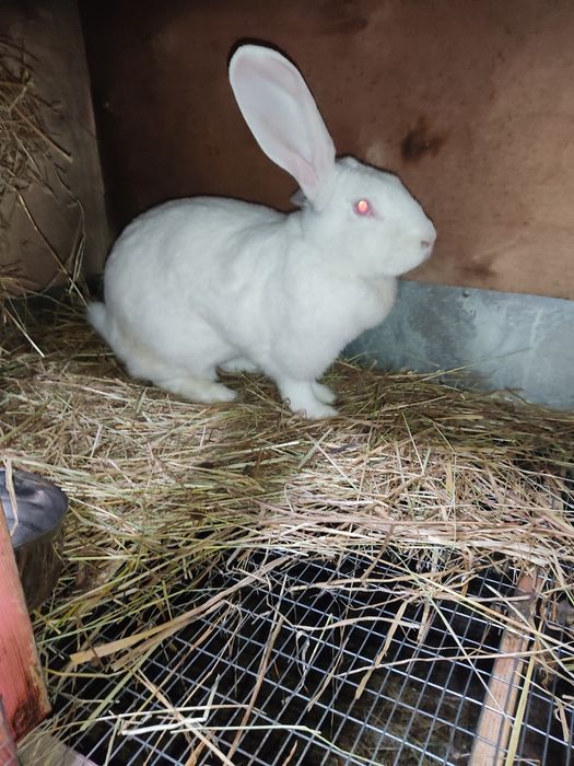 Продам самку Великана