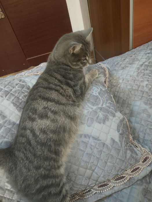 Кошка отдам бесплатно