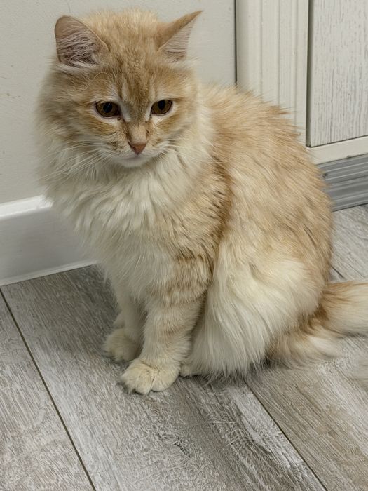 Кот, молодой парень Персик, в поисках семьи.