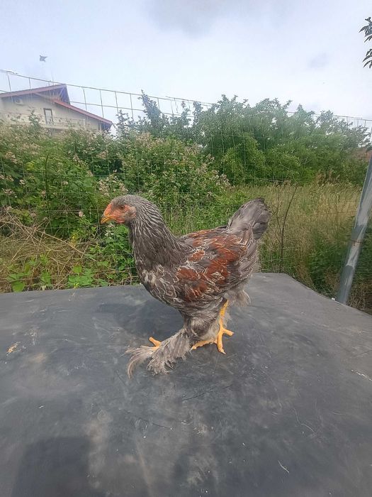 Se vând Cocoșei Brahma  bso