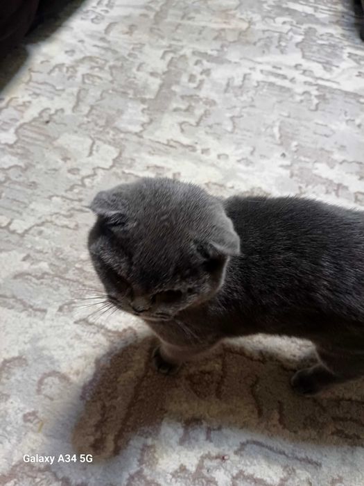 Mushuk scottish fold