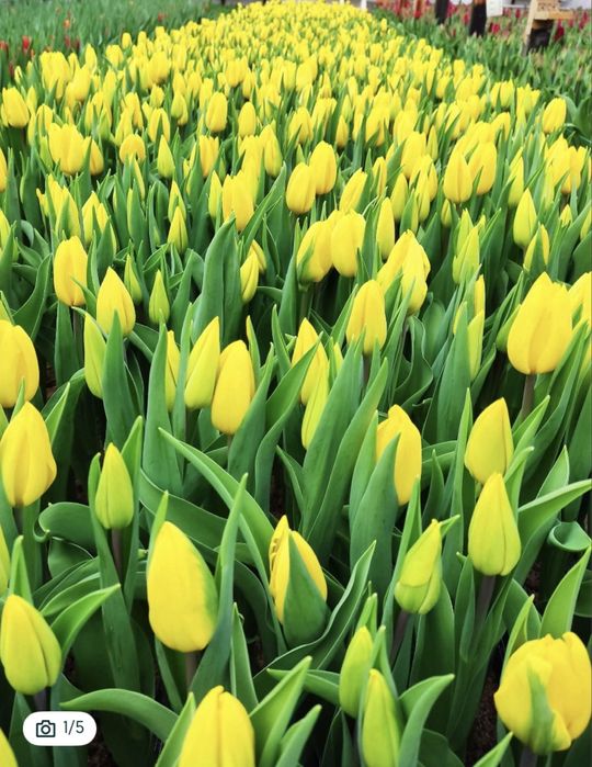 Продам тюльпаны…
