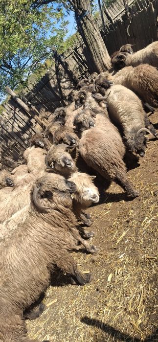 Animale de vanzare.