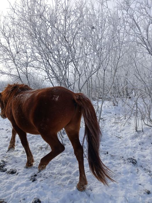 Айғыр Мұғажар 5 жасар