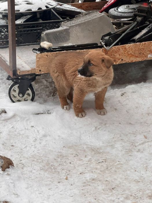 Щенок ищет семью срочно