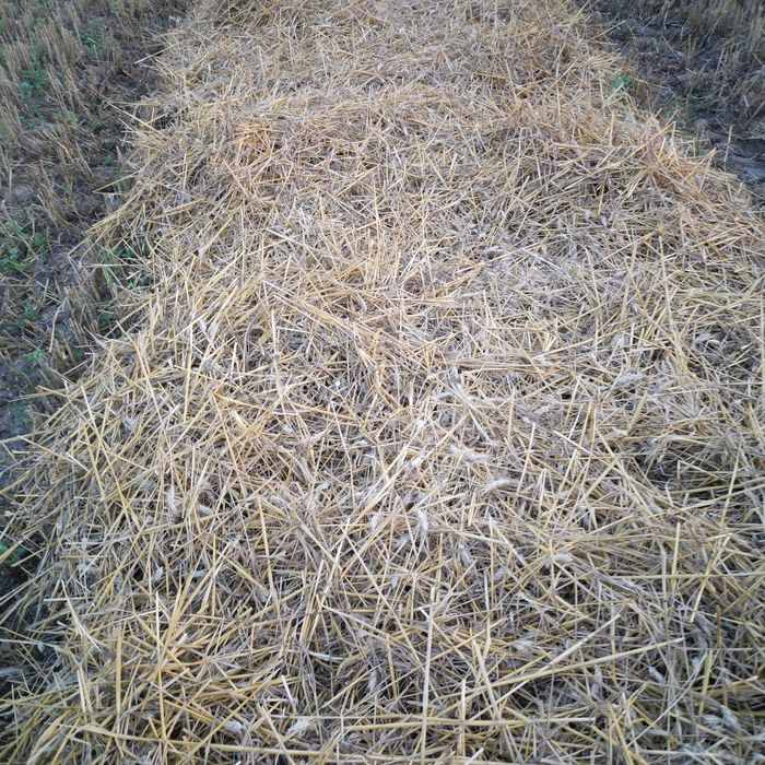 Baloti  lucernă, paie