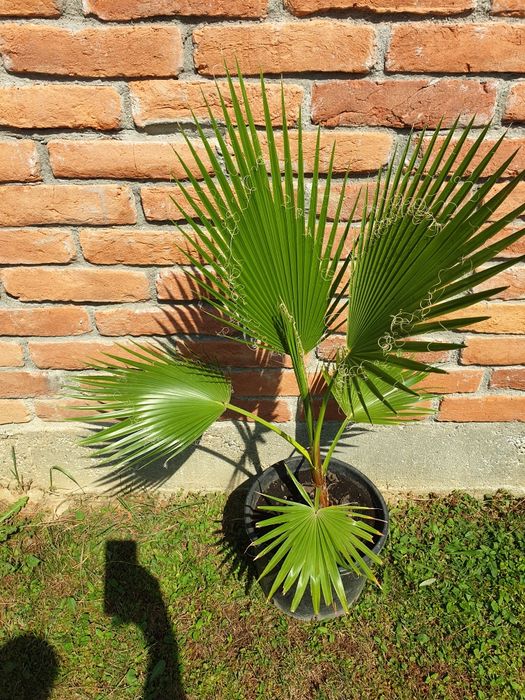 Vand palmier Washingtonia