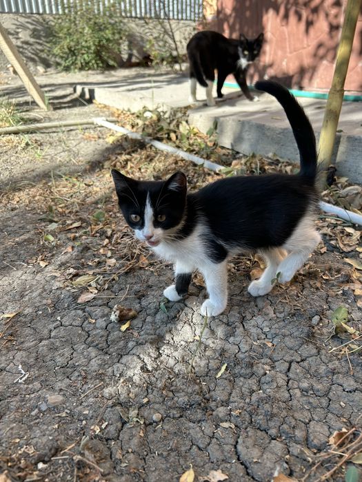 Котёнок без породы