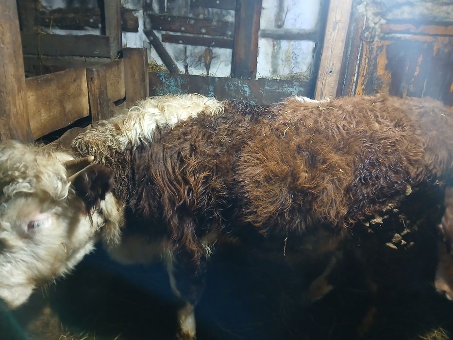 Продам продам продам