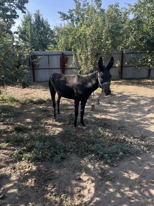 Продам Ишаков срочно